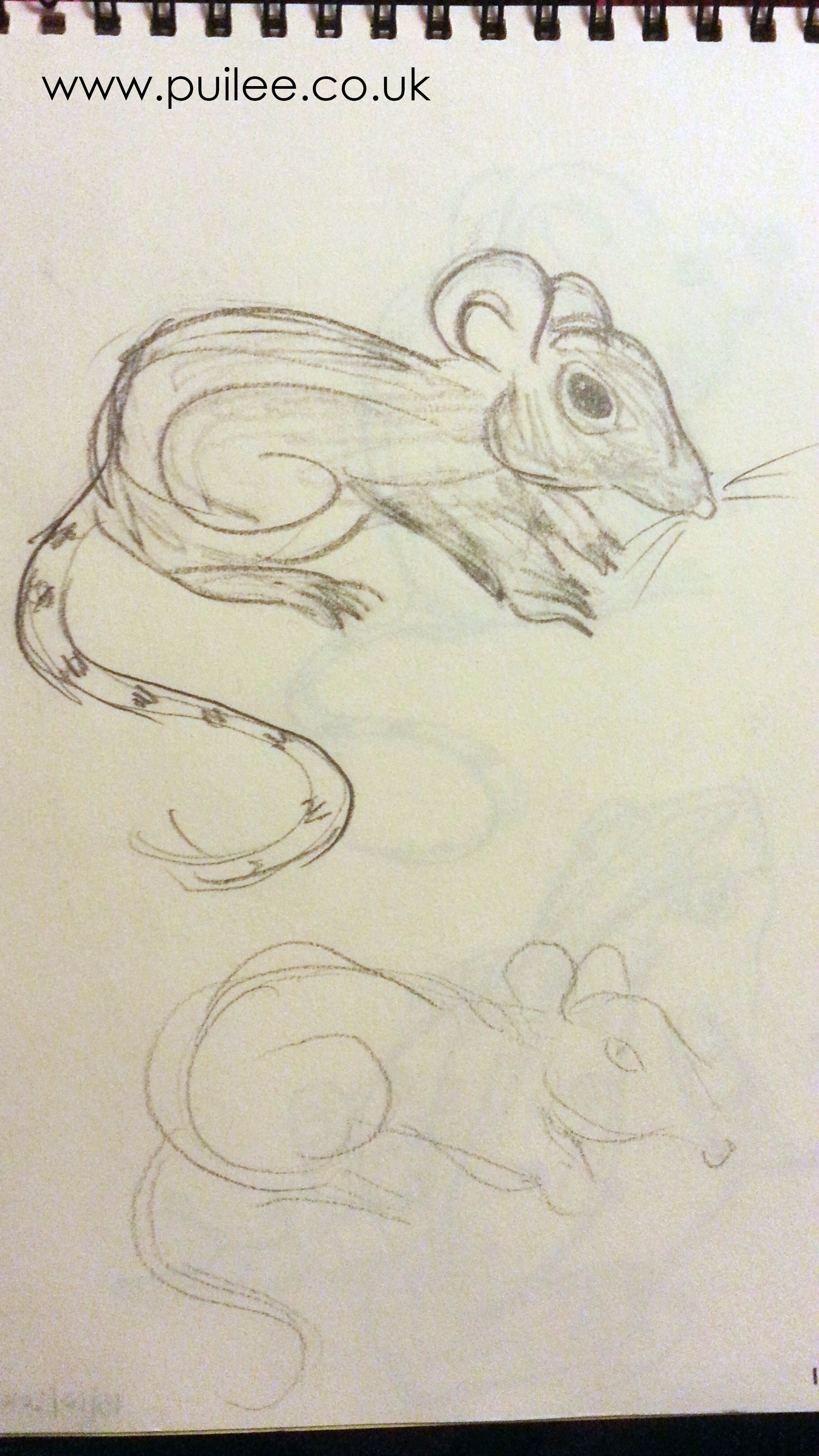 Rat sketches (2014) - pencil on paper - Pui Lee