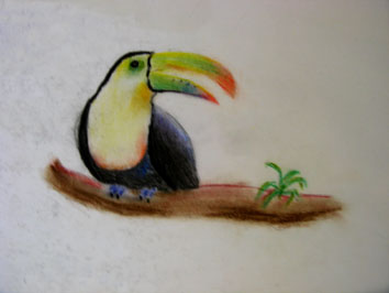 Toucan (2005) soft pastels on paper - Pui Lee